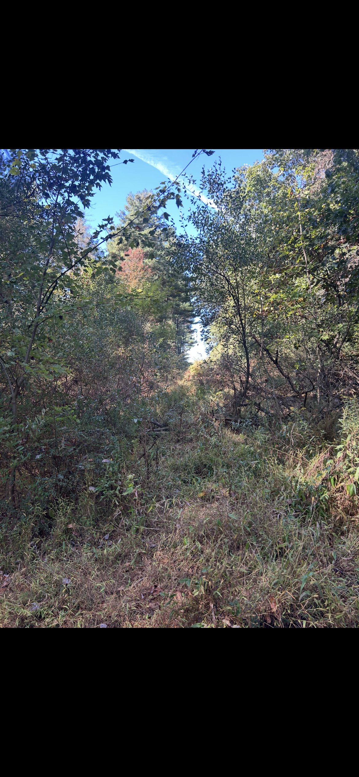 Before clearing - dense brush and vegetation